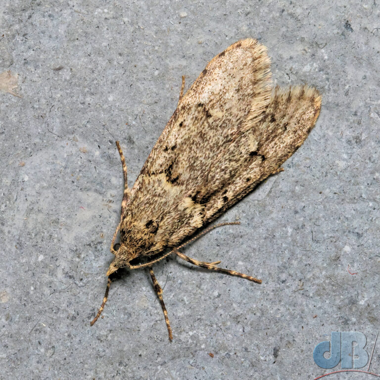 Diurnea fagella moth