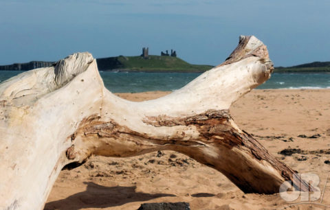 Logging on to Dunstanburgh Castle