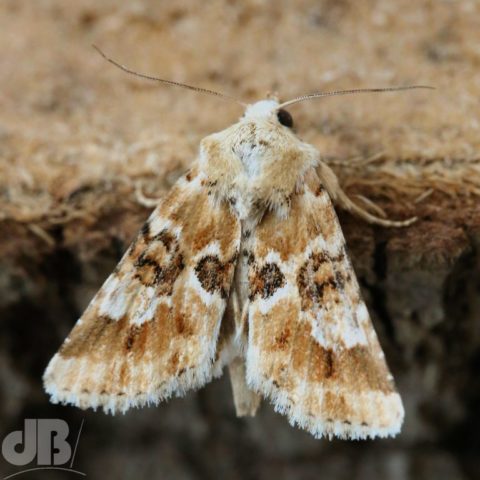 Dusky Sallow