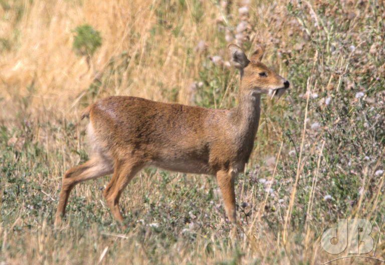 Chinese Water Deer, RSPB Ouse Fen (Earith), showing male's tusks