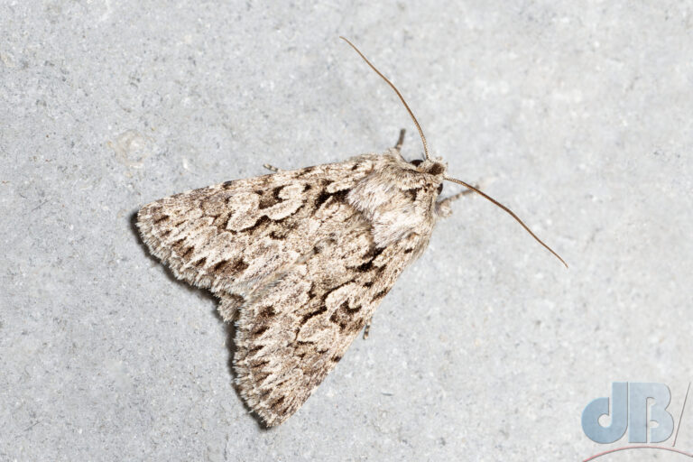 Early Grey moth, Xylocampa areola