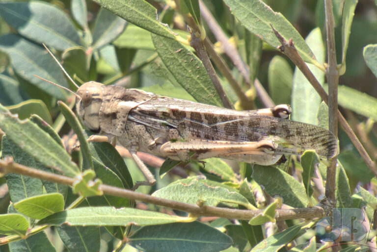 Egyptian Grasshopper/Locust, Anacridium aegyptium