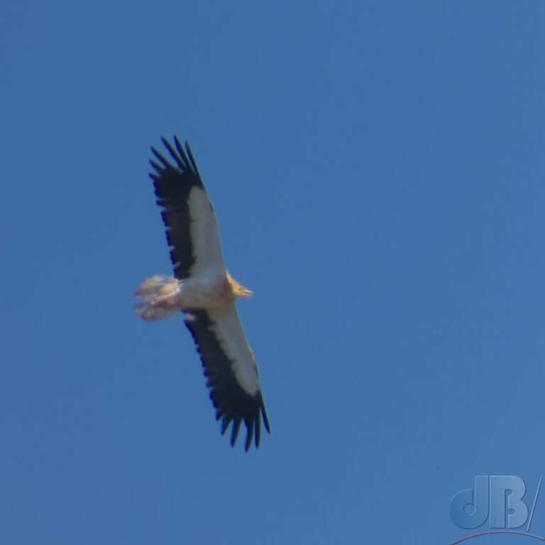 Record shot: Egyptian Vulture