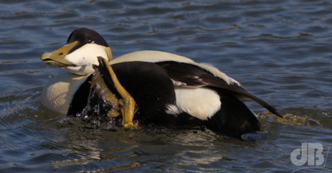 Eider Duck scratching