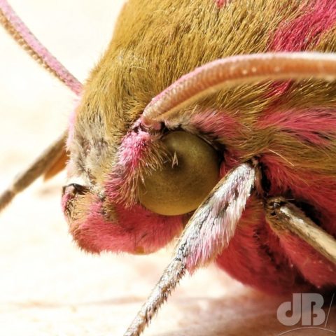 The Elephant Hawk-moth is a quite lurid pink and olive-green