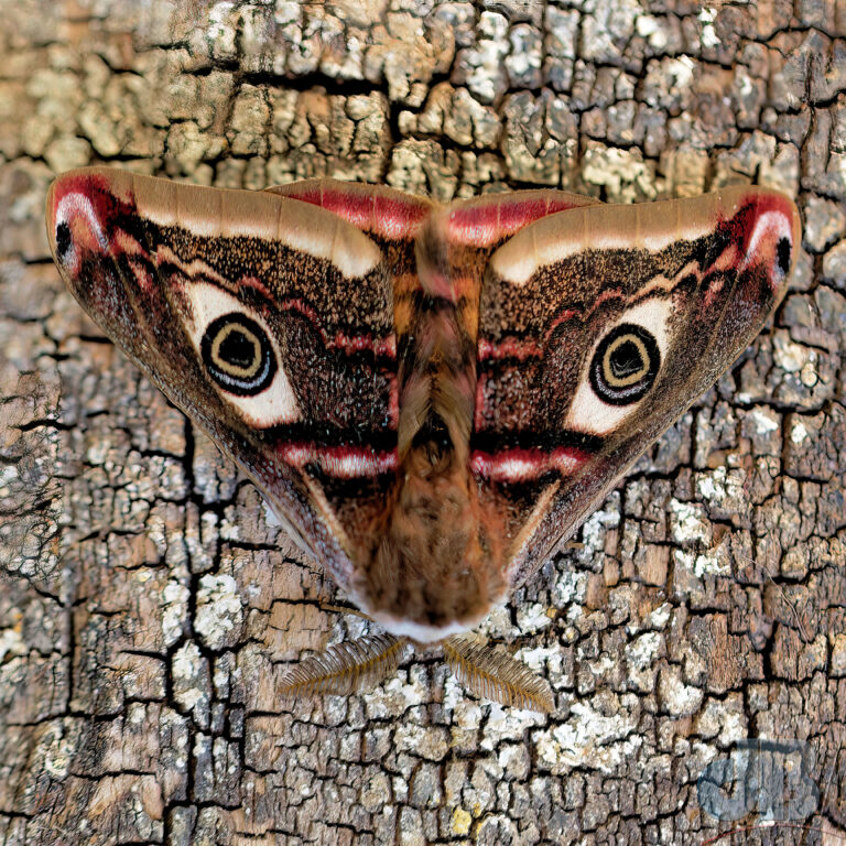 The staring "face" of an Emperor moth at rest