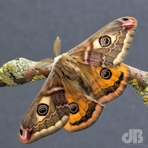 Male Emperor moth, Saturnia pavonia