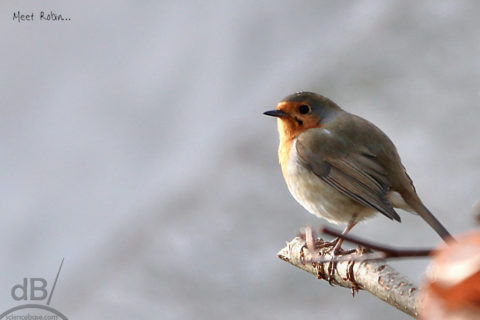 Erithacus rubecula robin