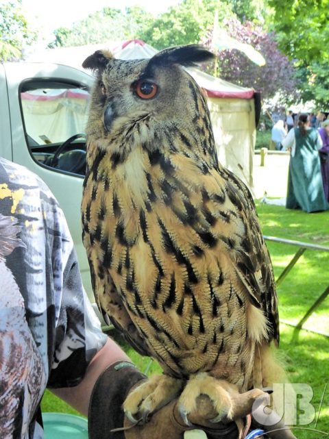 European Eagle Owl