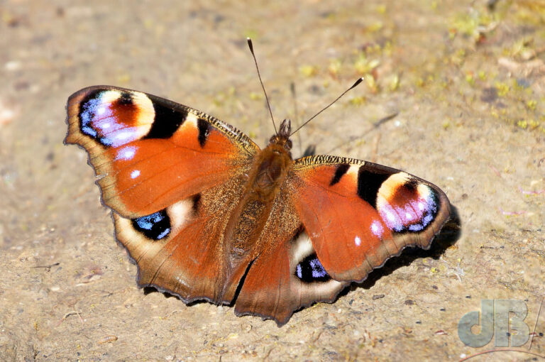 Peacock butterfly