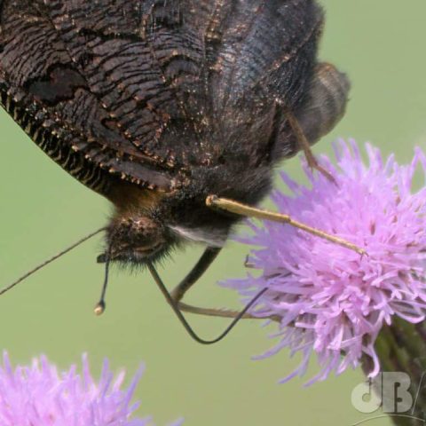 Dark undersides of Peacock butterfly wings