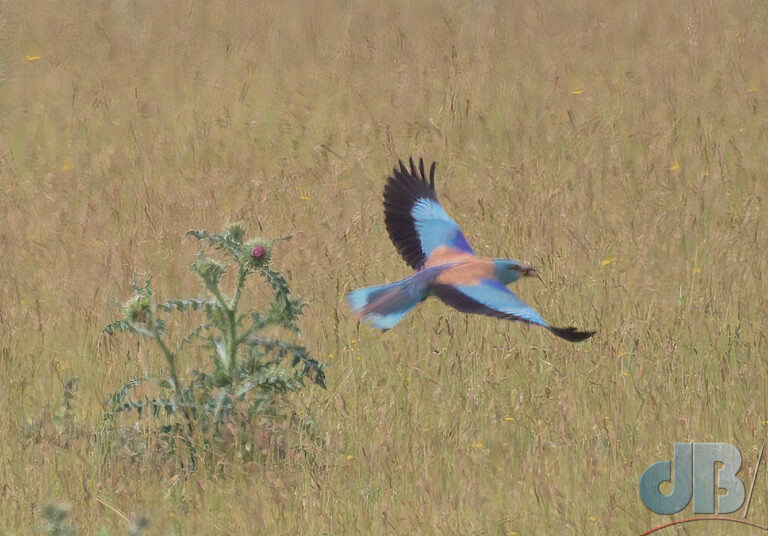 European Roller, Coracias garrulus