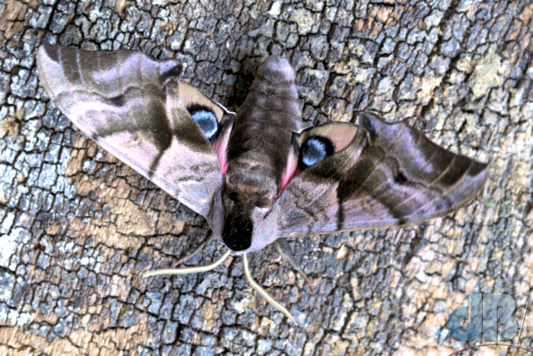 Inverted view of the Eyed Hawk-moth looks even more like an animal staring back at you when the hindwings are revealed
