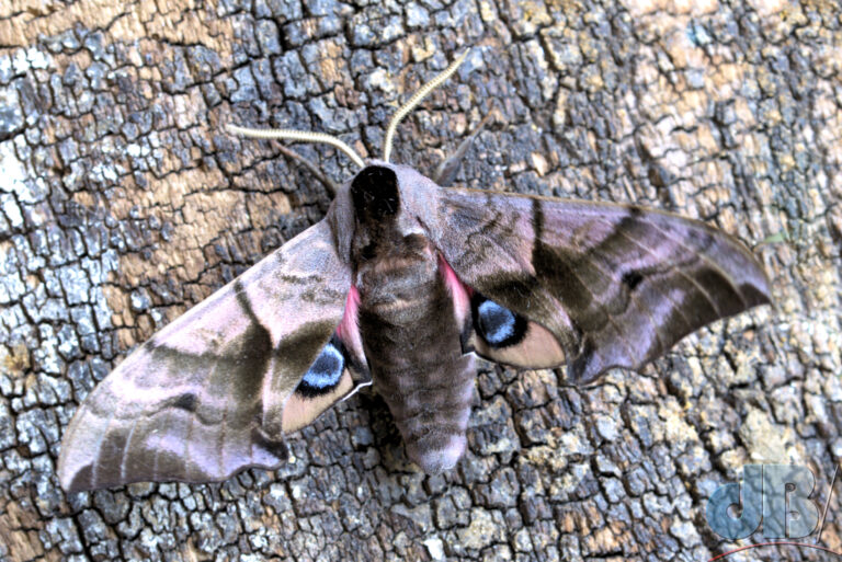 Eyed Hawk-moth showing the oculi on its hindwings