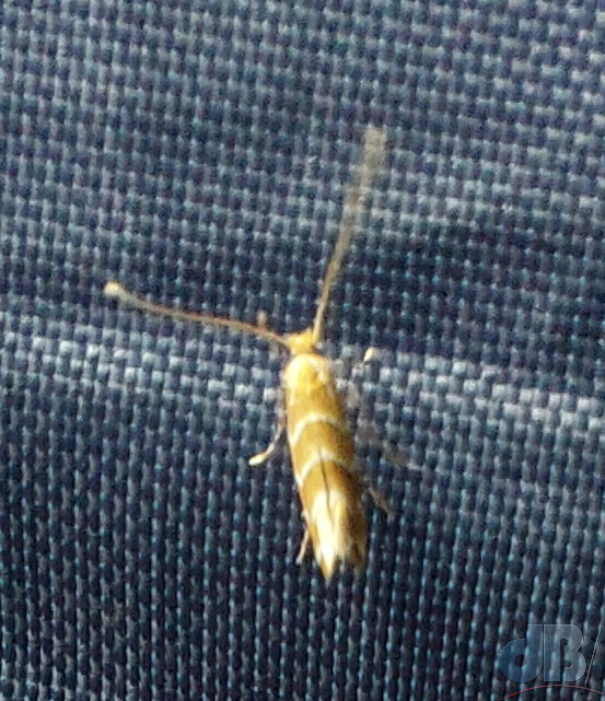 Lots of Horsechestnut Leaf Miner swarming the Horse Chestnut under which we camped