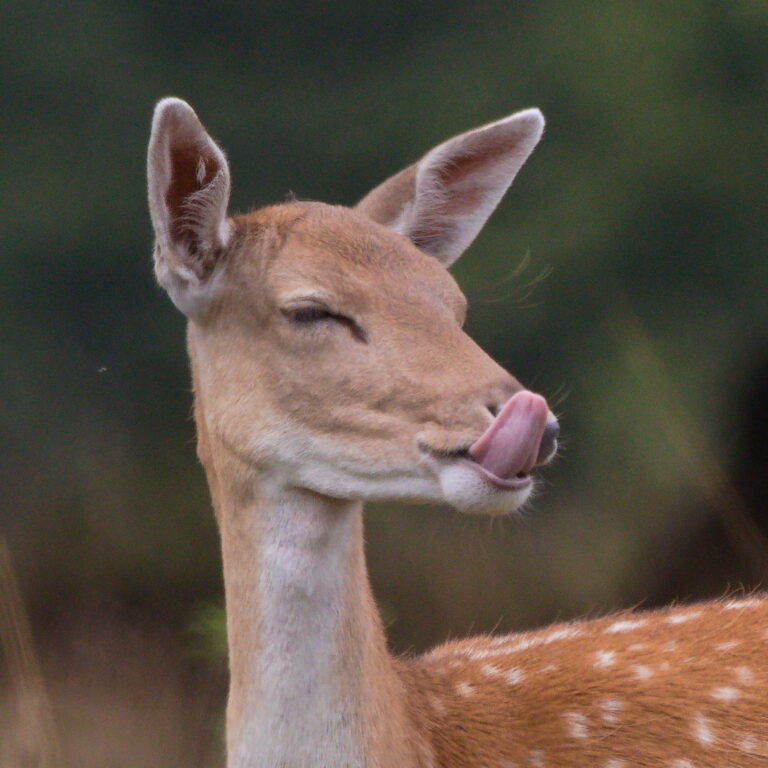 Fallow Deer, Stamford