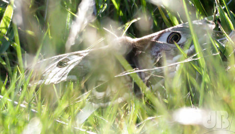 Female Emperor Moth, St Cuthbert's Cave