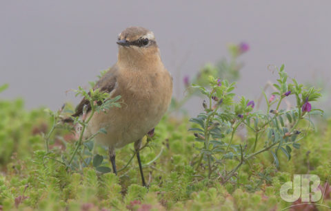 Female Wheatear, RSPB Saltholme