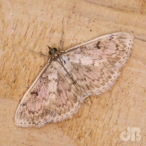 Fenland Pearl, Anania perlucidalis (HÃ¼bner, [1809])