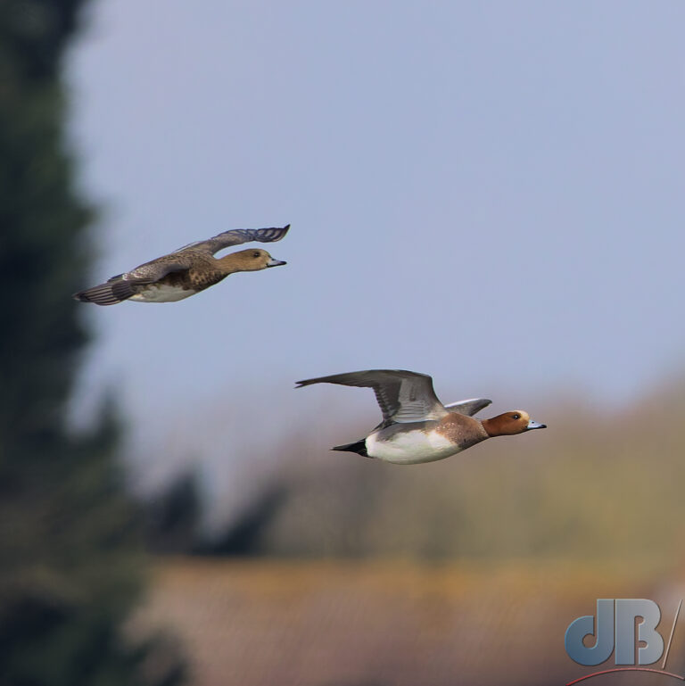 A Wigeon pair in flight, there were many more on the water of the flooded fen