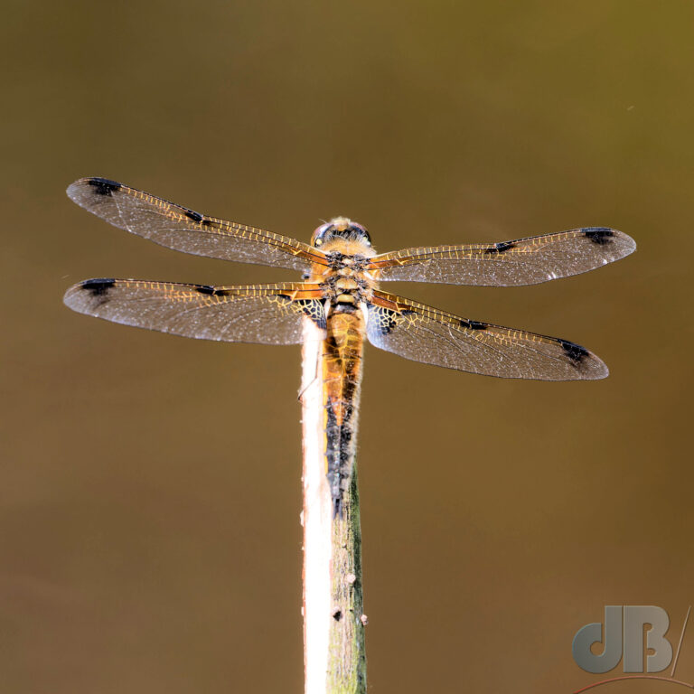 Four-spotted chaser, Libellula quadrimaculata, with its eight spots!