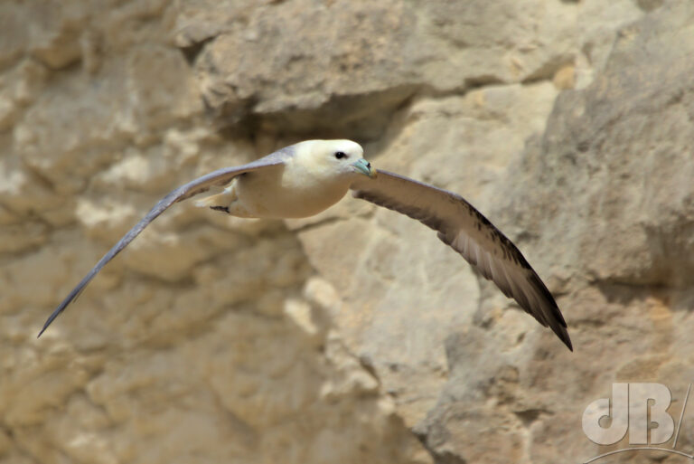 A fulmar in flight against a rocky backdrop