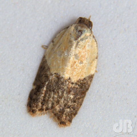 Garden Rose Tortrix