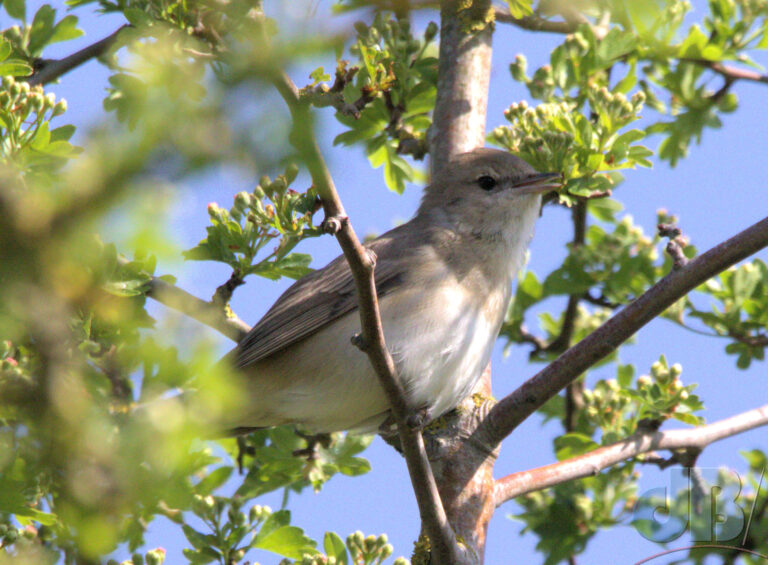 Garden Warbler photographed in 2022