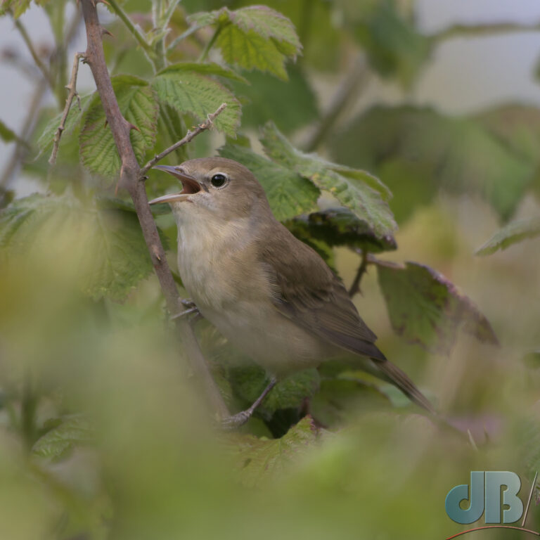 Garden Warbler, Sylvia borin, singing in a tree at RSPB Fen Drayton close to Ferry Lagoon