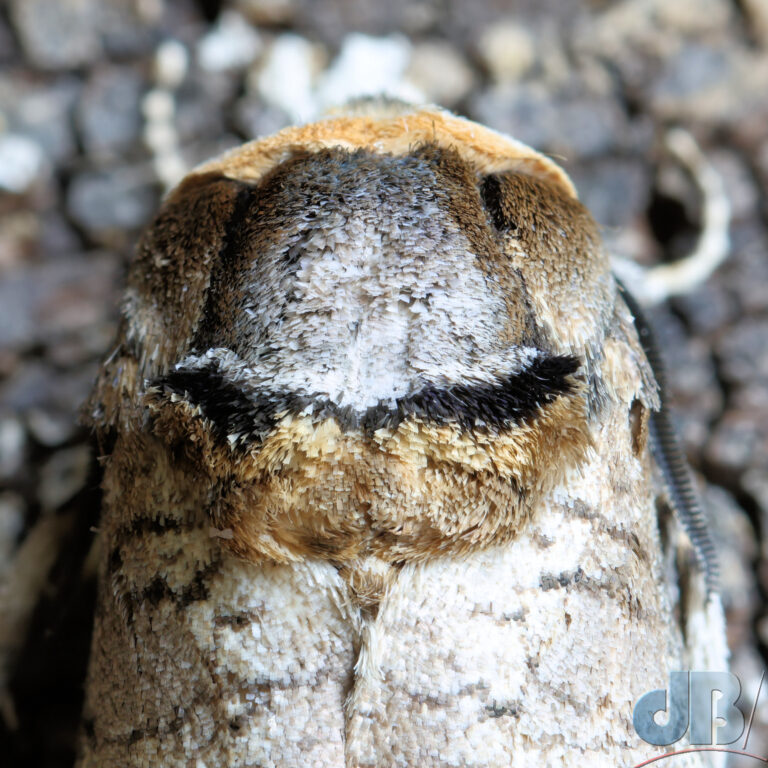 Back of the moth's head, has a scary looking "face" #pareidolia