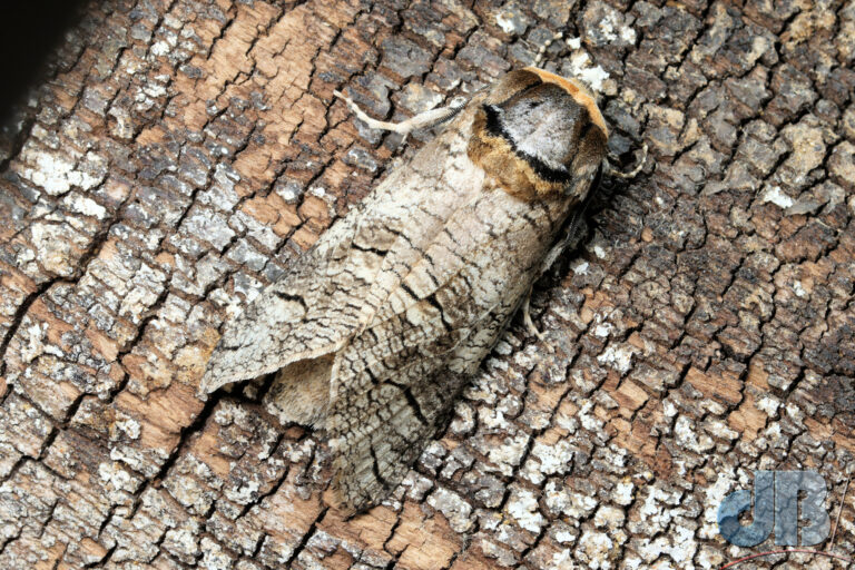 Goat Moth overhead view, with the moth on a piece of bark that gives a clue as to how good its camouflage is