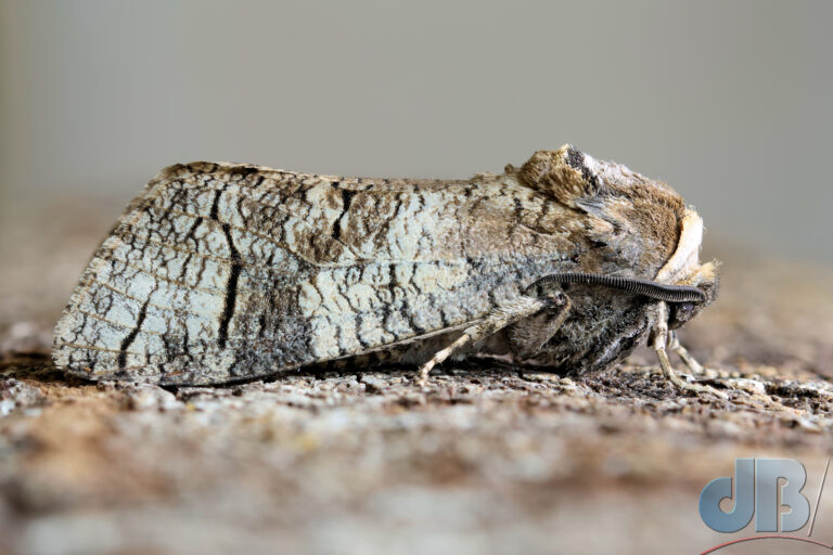 Goat Moth sideview