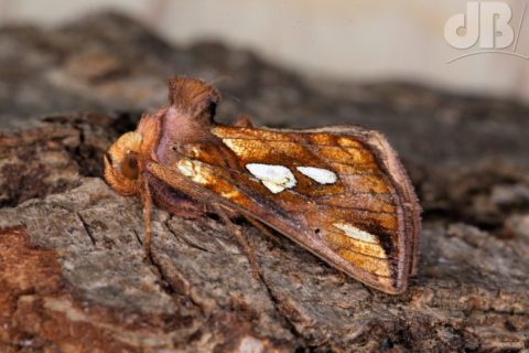 Gold Spot - a moth with spots of gold