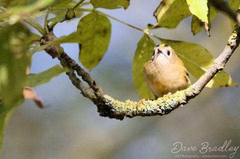 Goldcrest