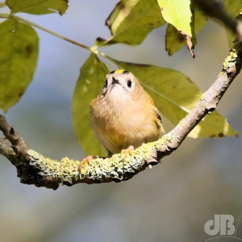 Goldcrest