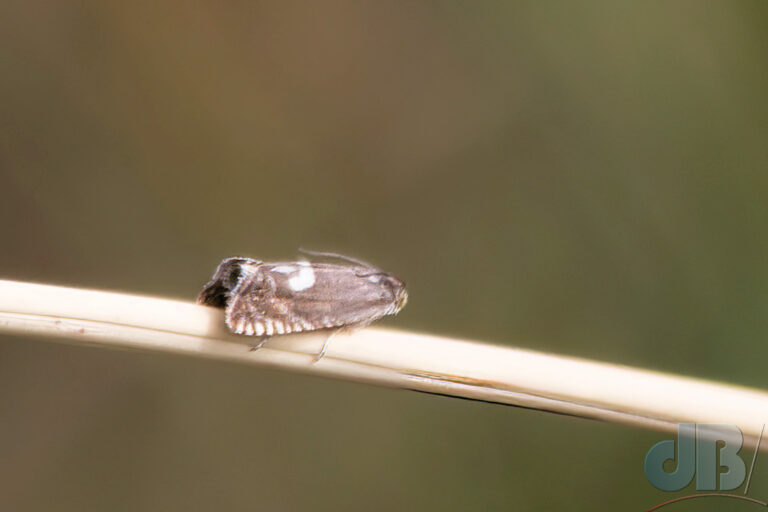 Lots of Grapholita lunulana on the dunes adjacent to RAF Valley