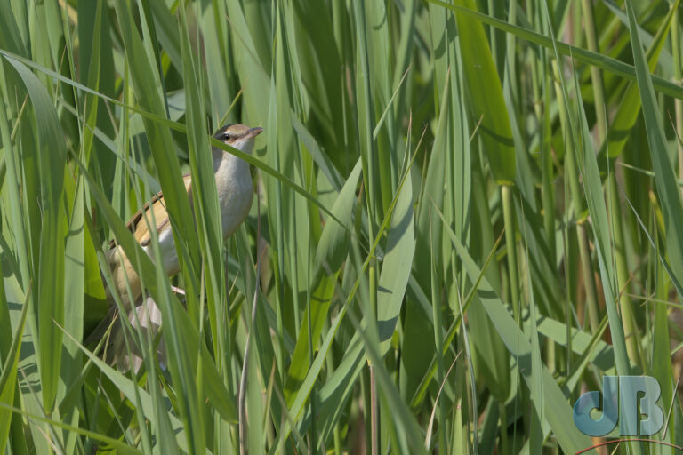 Great Reed Warbler peeking out from the reeds