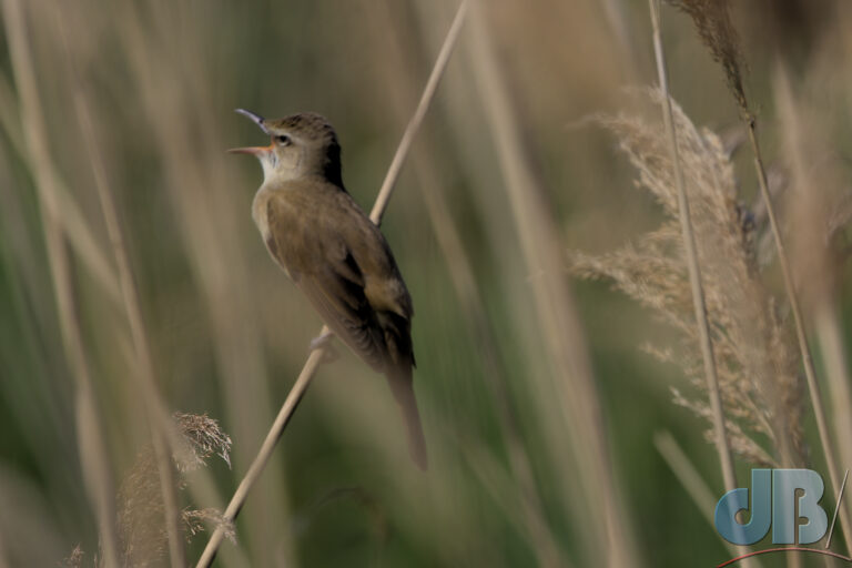 Great Reed Warbler