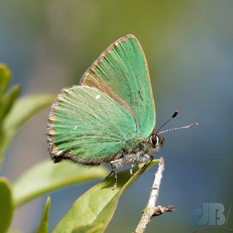 My prize-winning photograph of a Green Hairstreak butterfly