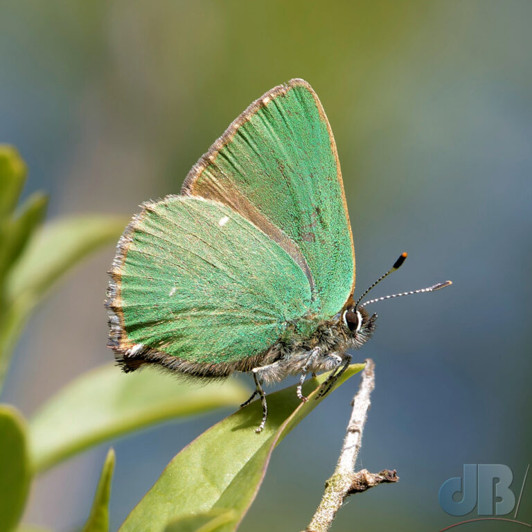 My prize-winning Green Hairstreak butterfly