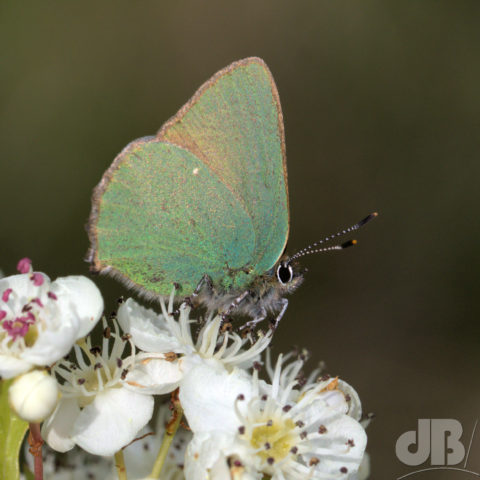 Green Hairstreak