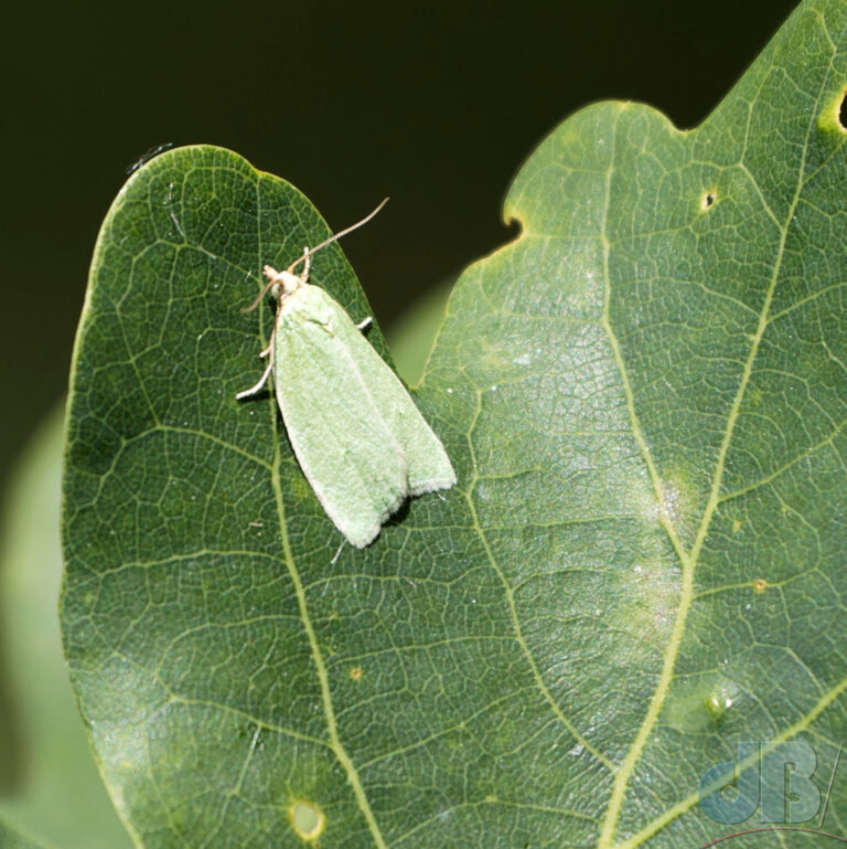 Green Oak Tortrix moth on green oak leaf