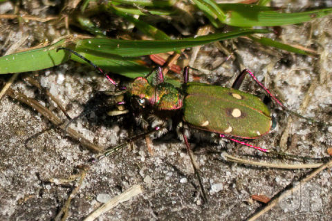 Green Tiger Beetle, Cicindela campestris