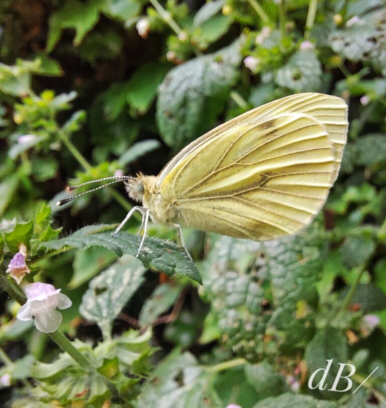 Sleeping Green-veined White