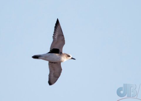 Grey Plover in flight along the coast at RSPB Titchwell