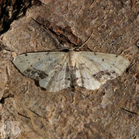 Single-dotted Wave Idaea dimidiata (Hufnagel, 1767)