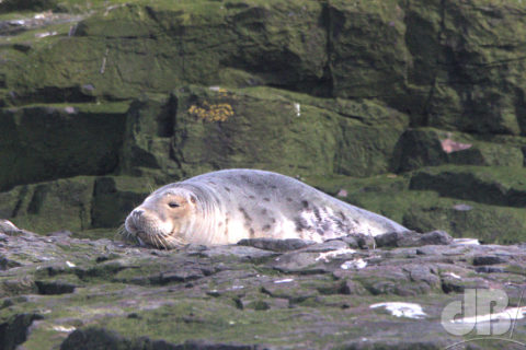 A grey seal called Rosie