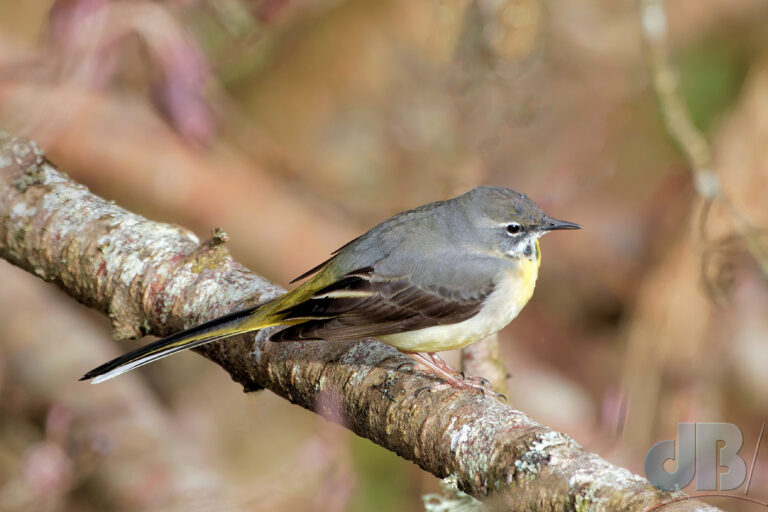 Grey Wagtail, Motacilla cinerea, perched a branch overhanging the River Usk between Trallong and Penpont, South Wales