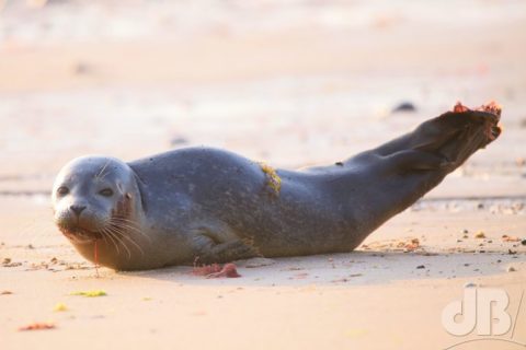 Harbour Seal, Phoca vitulina