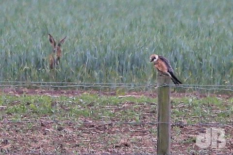 Hare and Red-footed Falcon